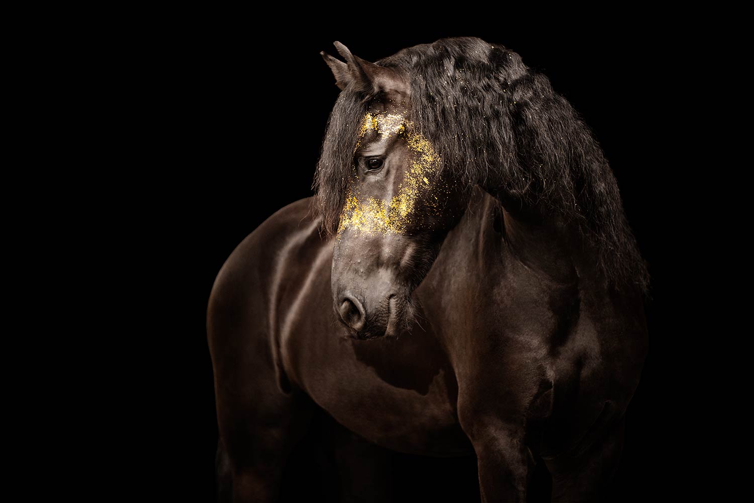 Dunkles Pferd mit goldenem Glitzer im Gesicht, vor schwarzem Hintergrund
