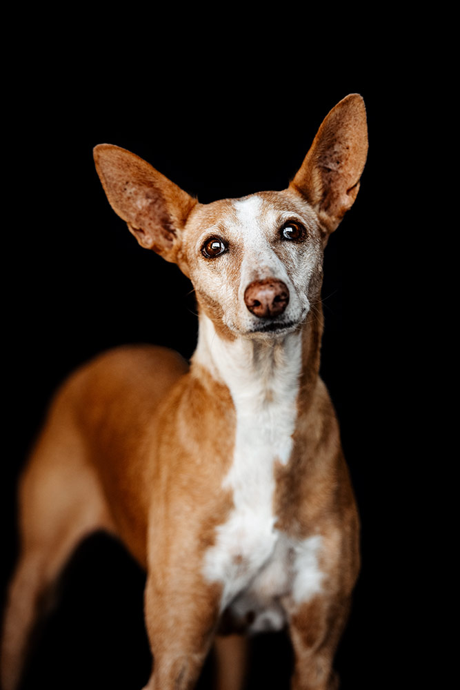 Podenco mit grossen Stehohren steht im Porträt vor schwarzem Hintergrund