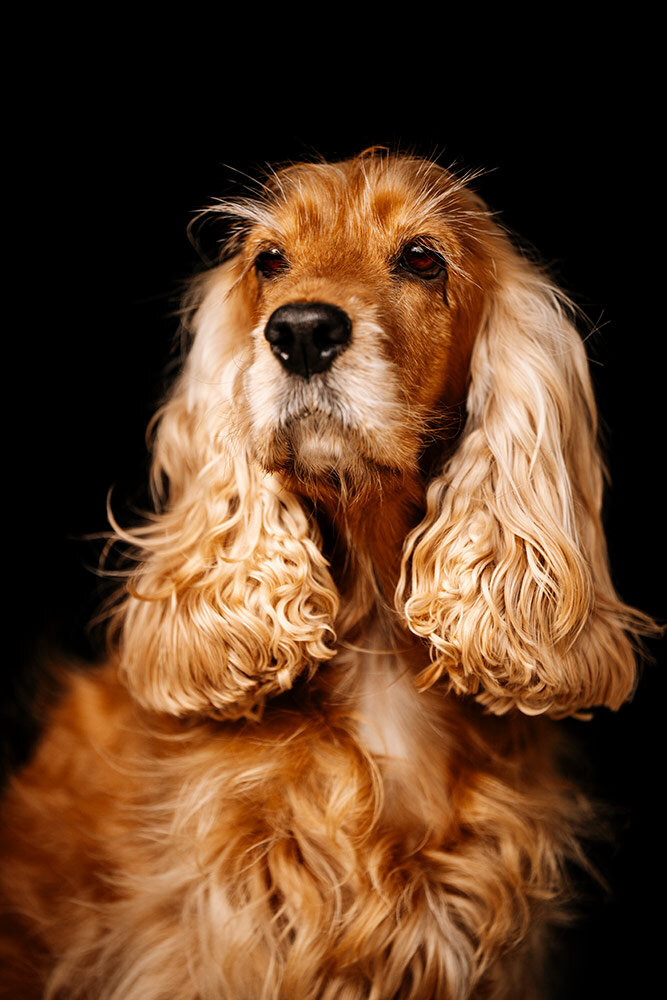 Cocker Spaniel mit langen goldenen Ohren blickt aufmerksam in die Kamera vor schwarzem Hintergrund