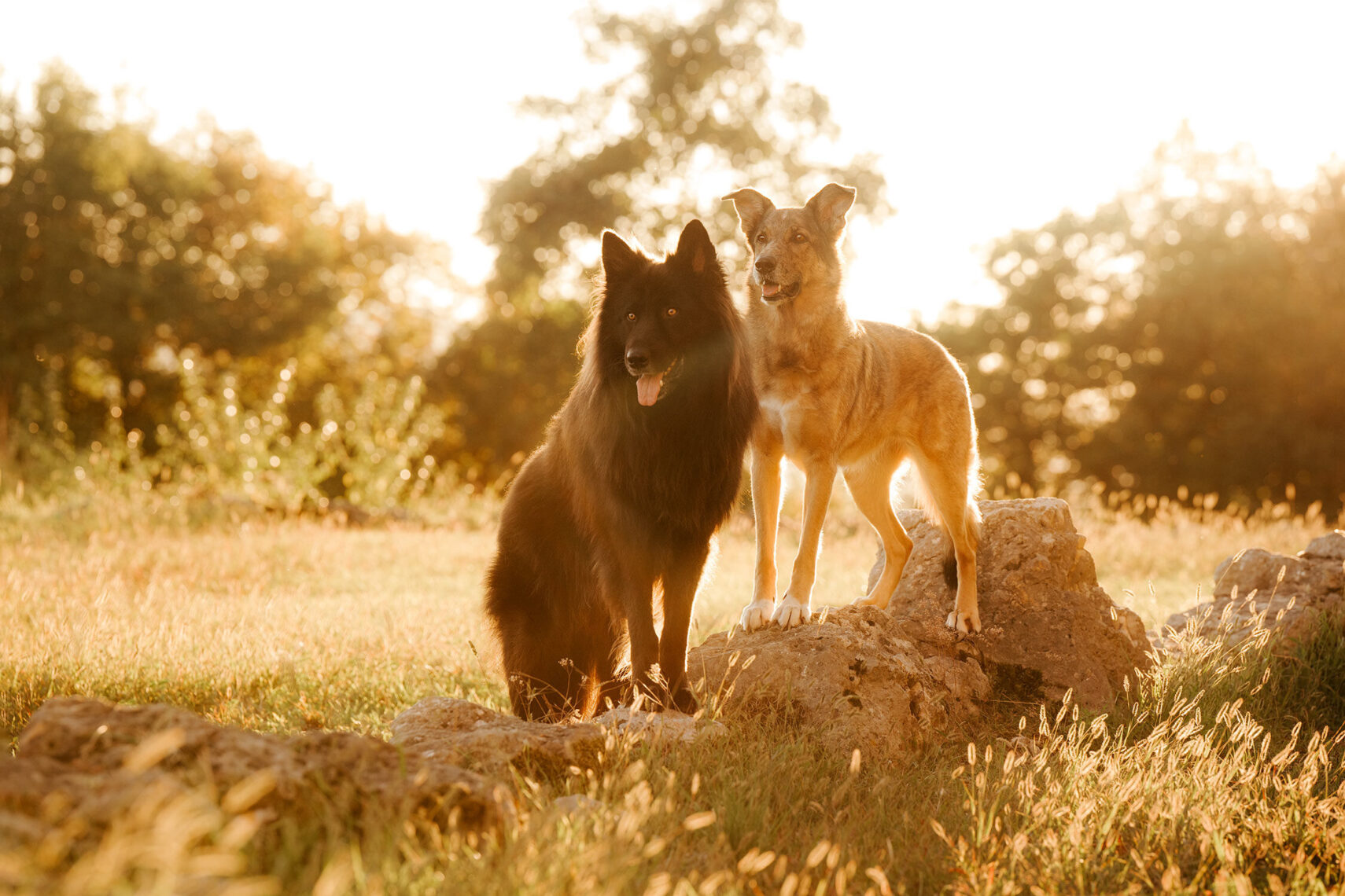 Schwarzer Schäferhund und brauner Hund stehen im goldenen Gegenlicht auf einem Felsen