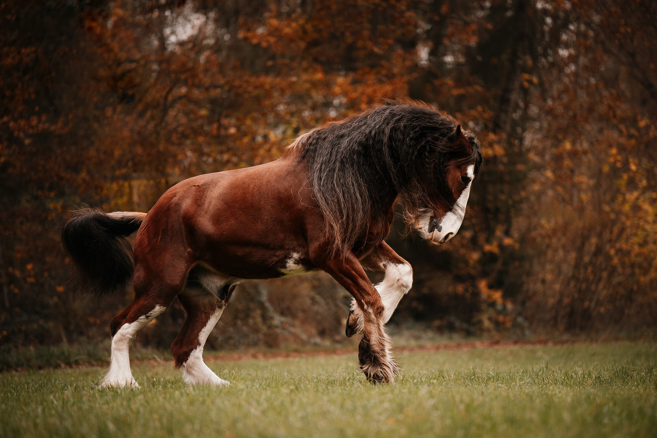 Shire Horse mit langer dunkler Mähne und weissen Beinen galoppiert vor Herbstlaub über eine Wiese