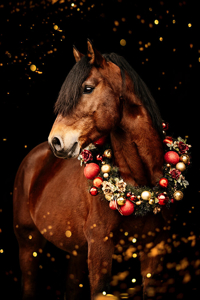 Brauner Freiberger Hengst mit rot-goldenem Weihnachtskranz um den Hals vor schwarzem Hintergrund mit goldenen Lichtpunkten